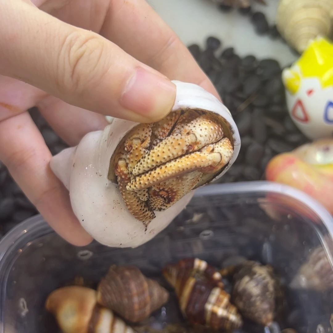 繁殖鱼蟹虾寄居蟹