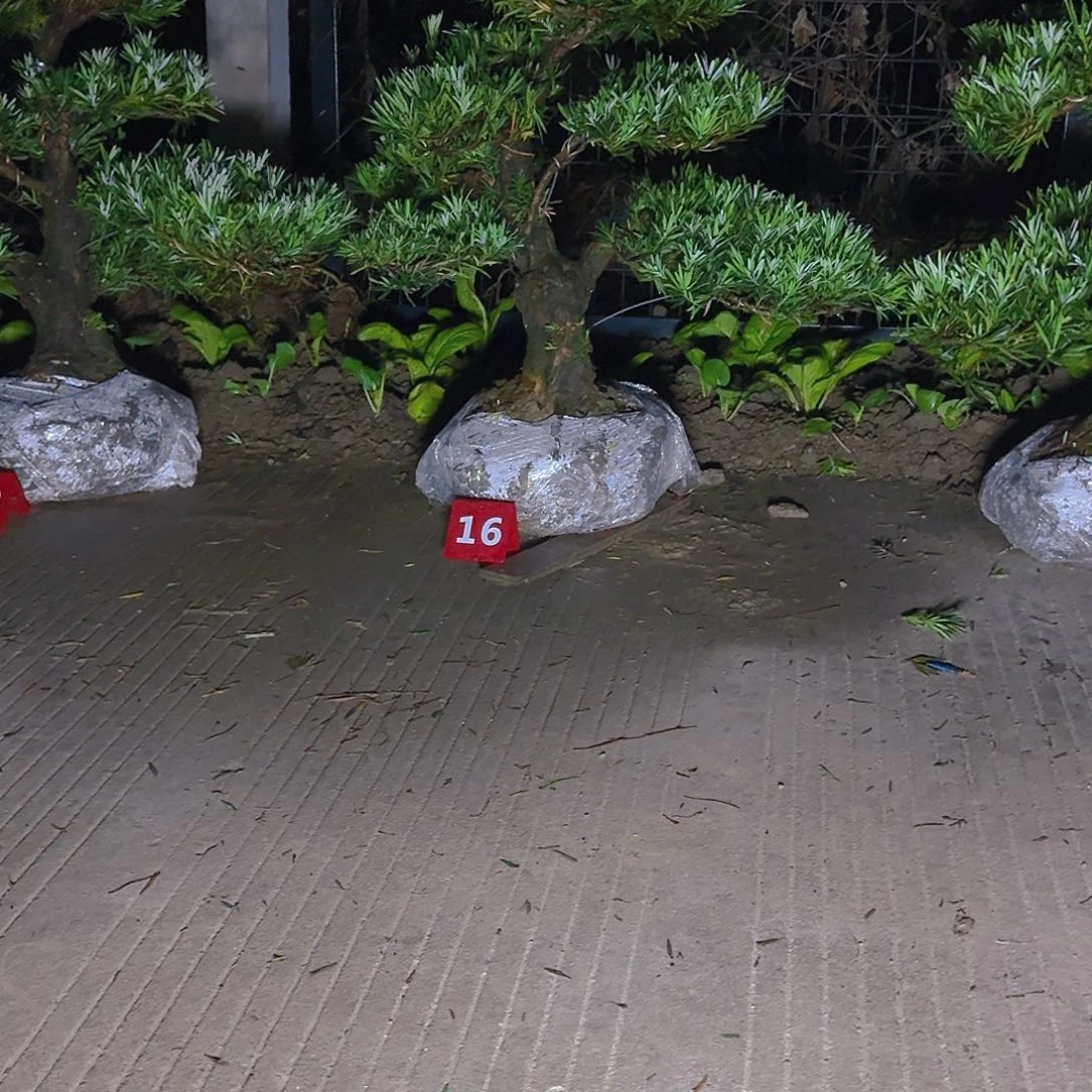 M***米完全开放罗汉松，基地发货