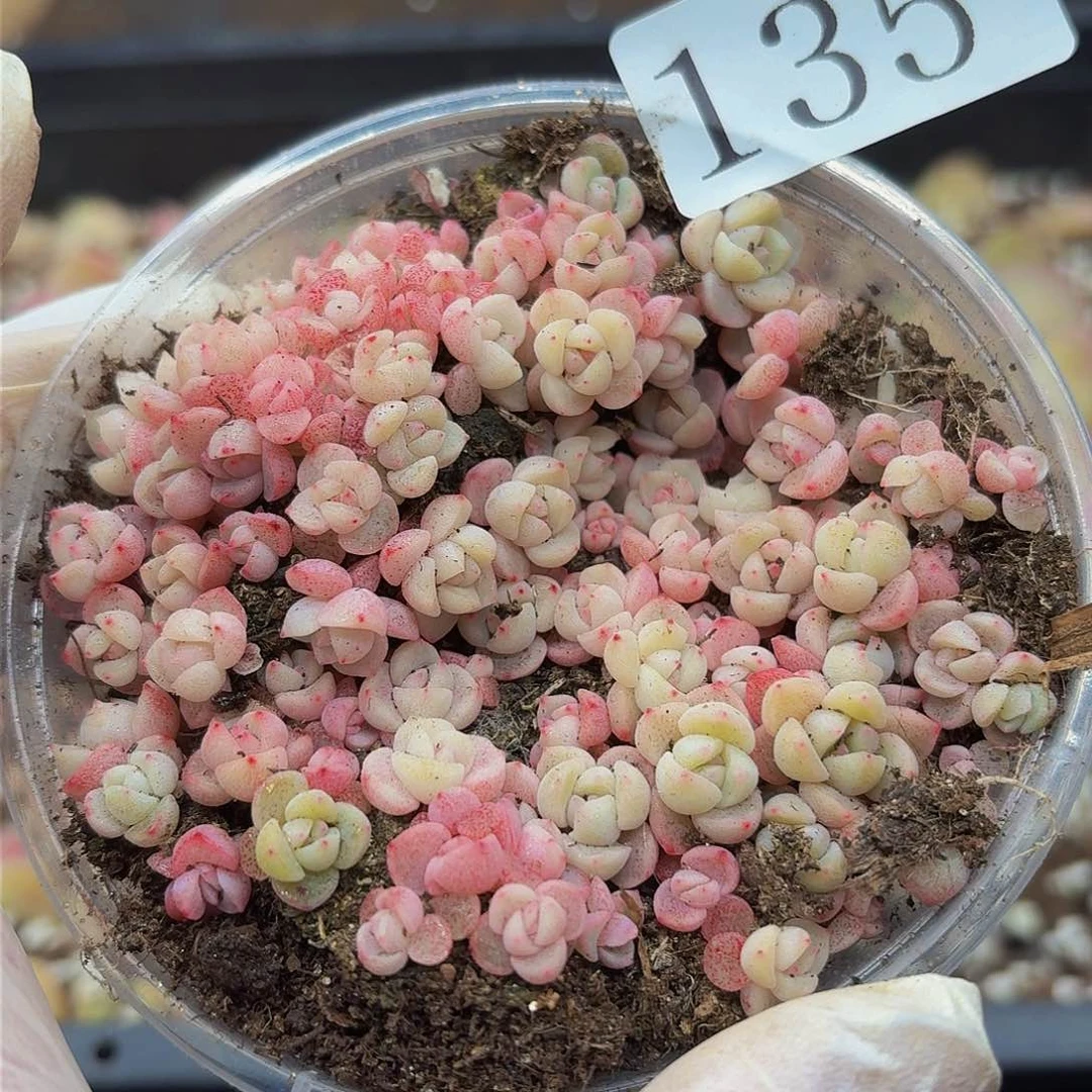 大*妮多肉植物多肉植物135