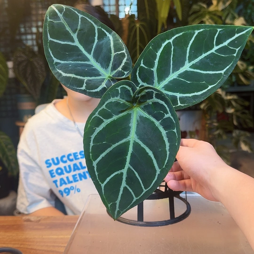 明***o完全开放一物一拍D71黑水晶杂skg