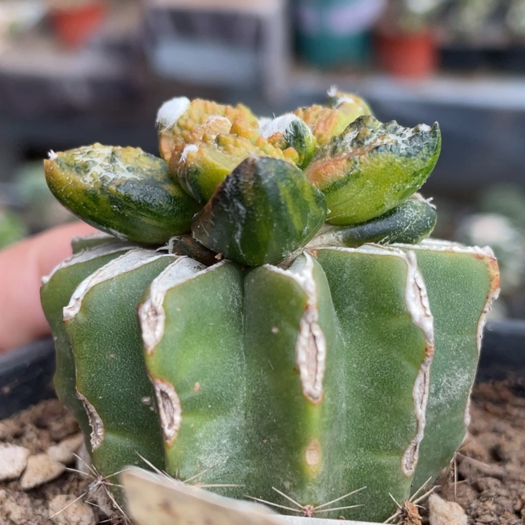 无花朵花斑拉丝纹锦759