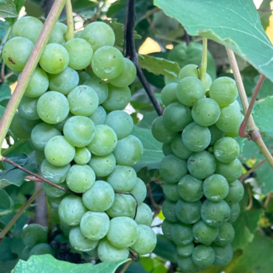 贵州水晶葡萄500g葡萄同城送贵州省