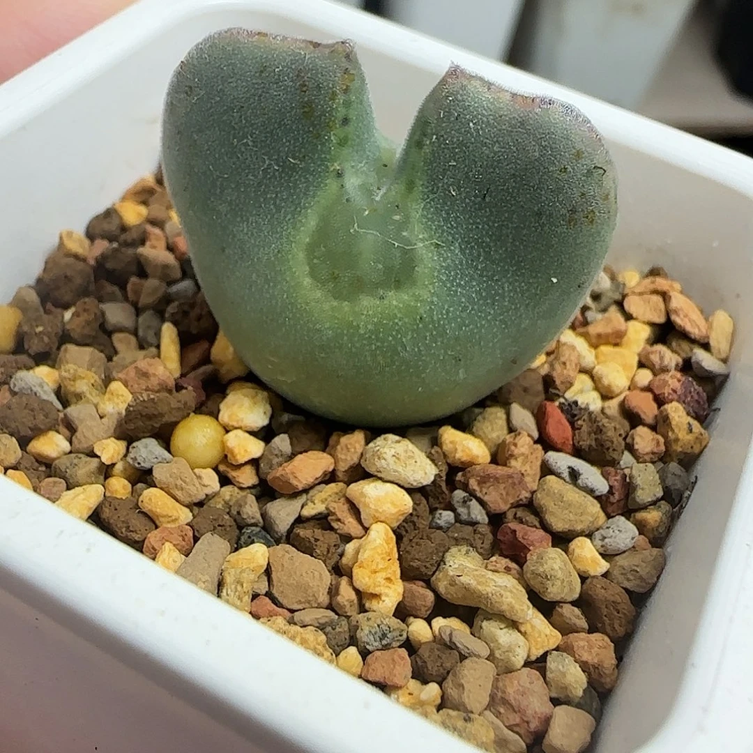 多肉植物元旦大漏101号