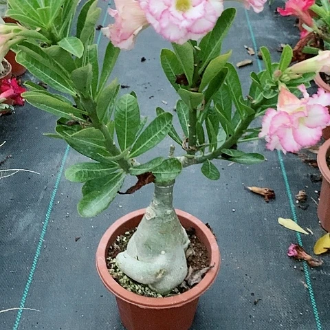 【闪购商品】无花朵夏**薇