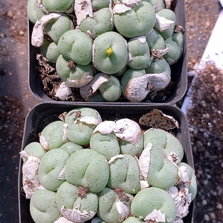 9103吕氏大饼多头一群。