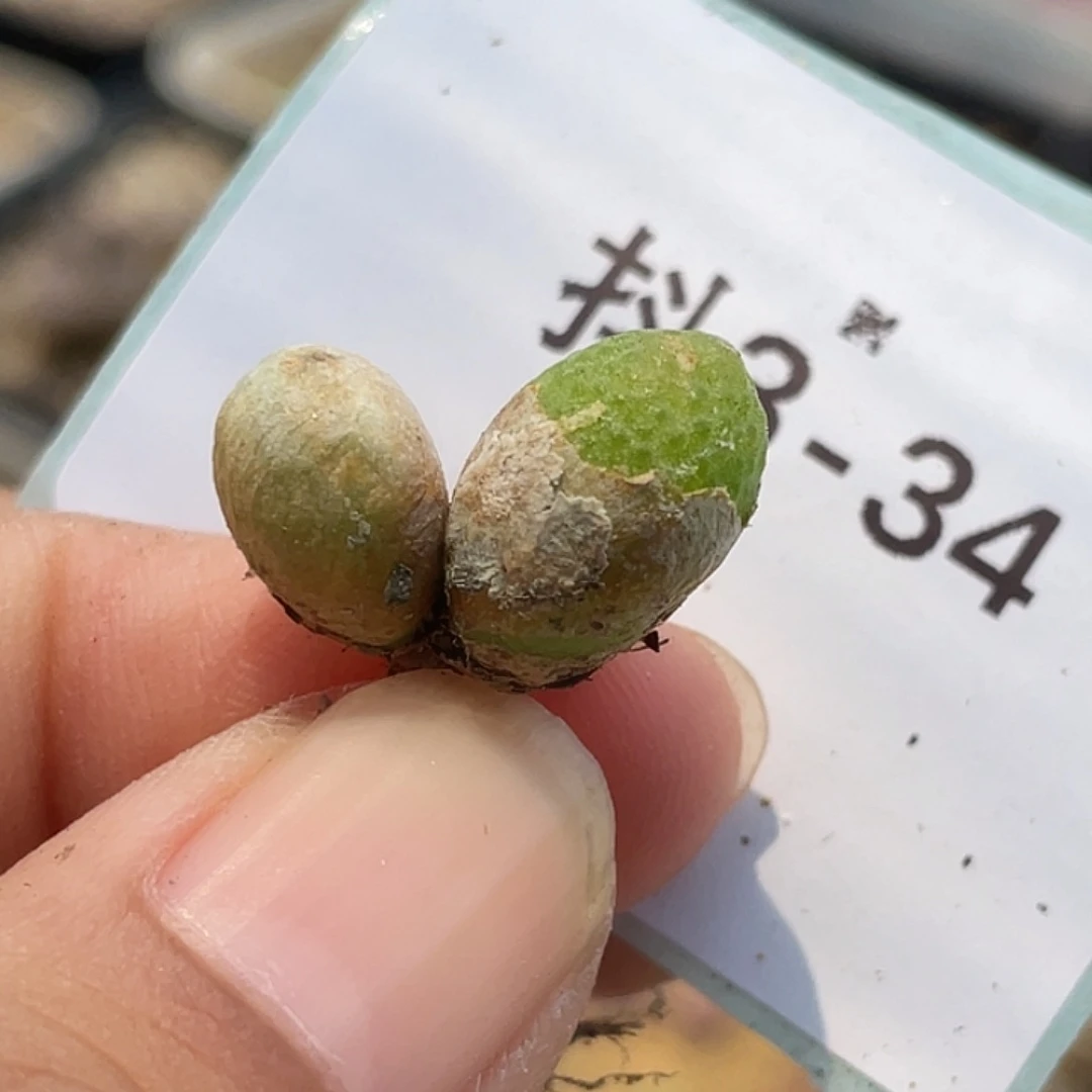 3-34玉米多肉植物肉锥