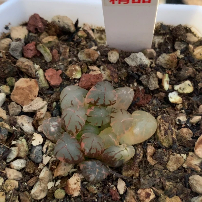 【闪购商品】8灵犀玉露多肉