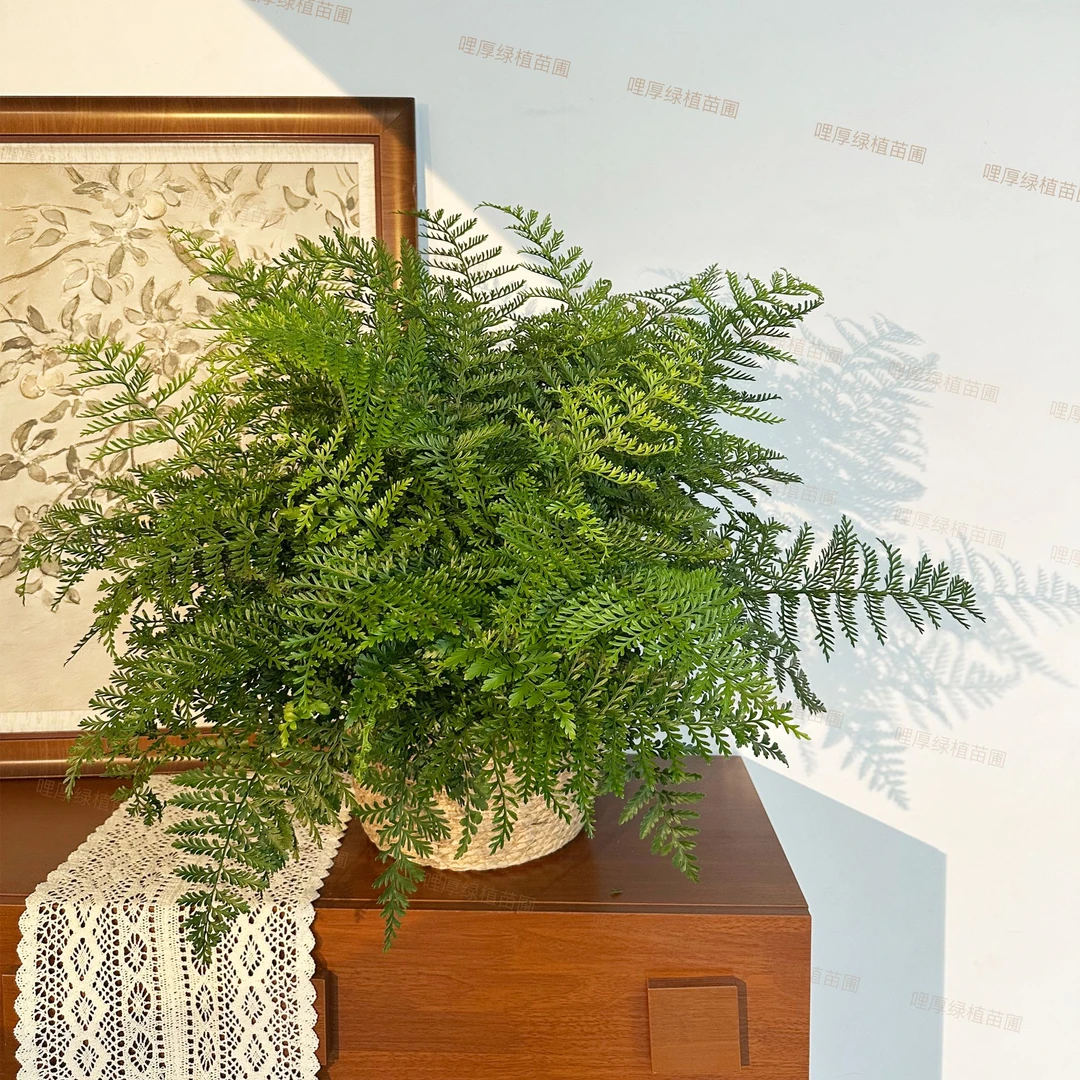 【送货上门】超大吉姆蕨盆栽净化空气家居室内办公室好养活绿植