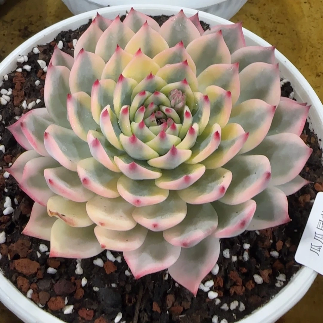 2071吉娃娃锦多肉植物的