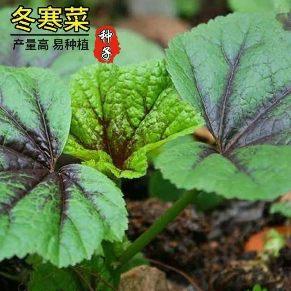 糯米冬寒菜种子四季种植冬寒菜蔬菜种子苋菜阳台菜园盆栽均可种植