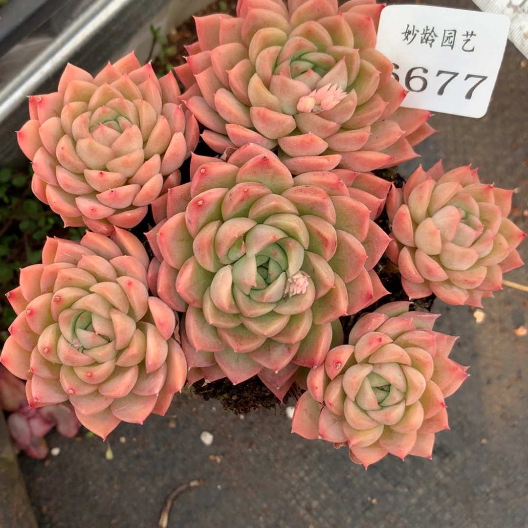 6677不包掉头价不包掉头