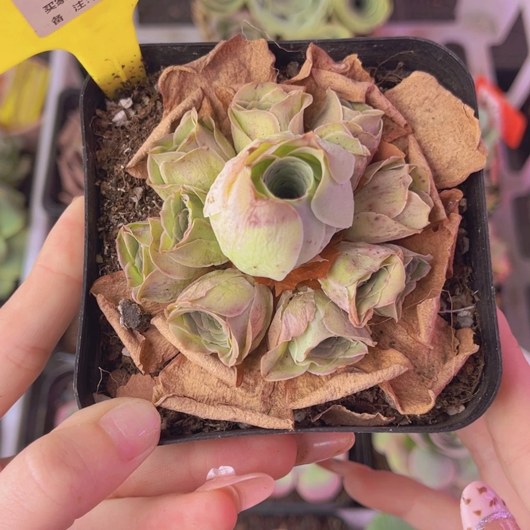 单品一物一拍542号