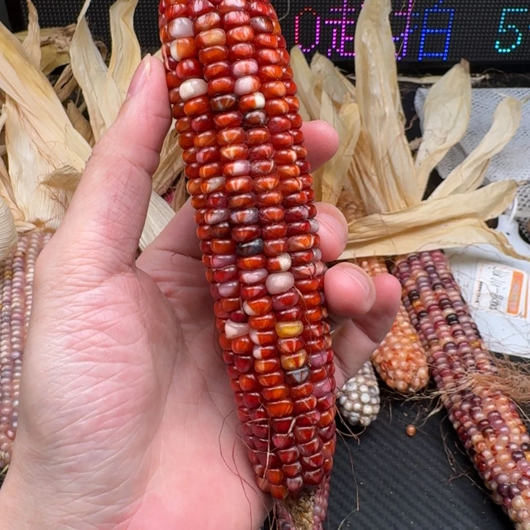 米***夏柏香籽/百香籽吊坠
