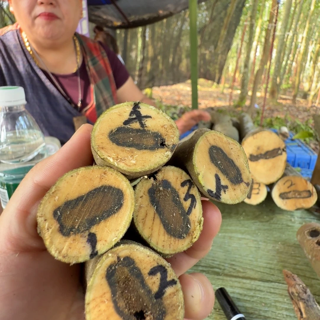 线香奇楠沉香原木