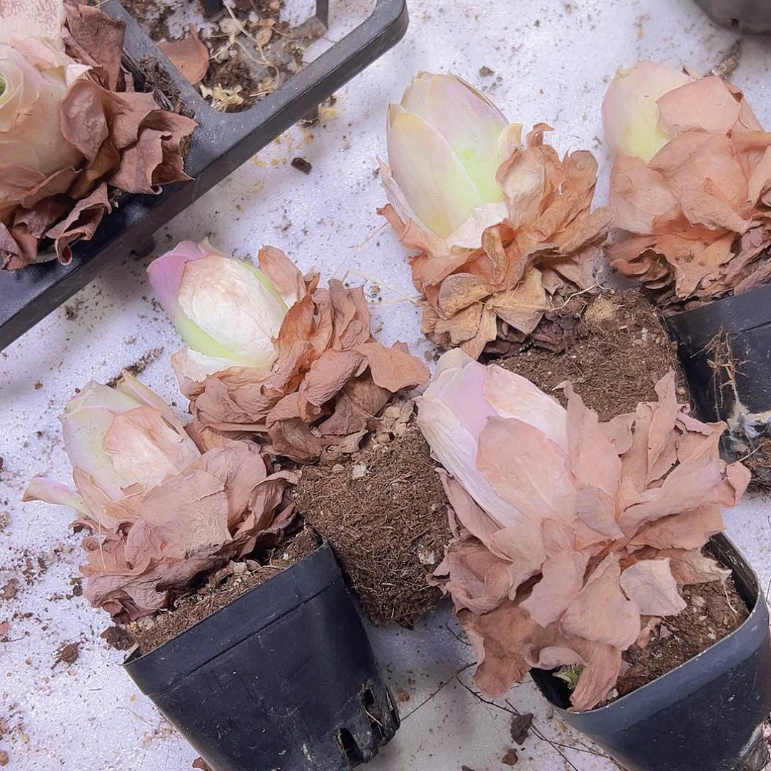 老桩粉桃5个19包邮