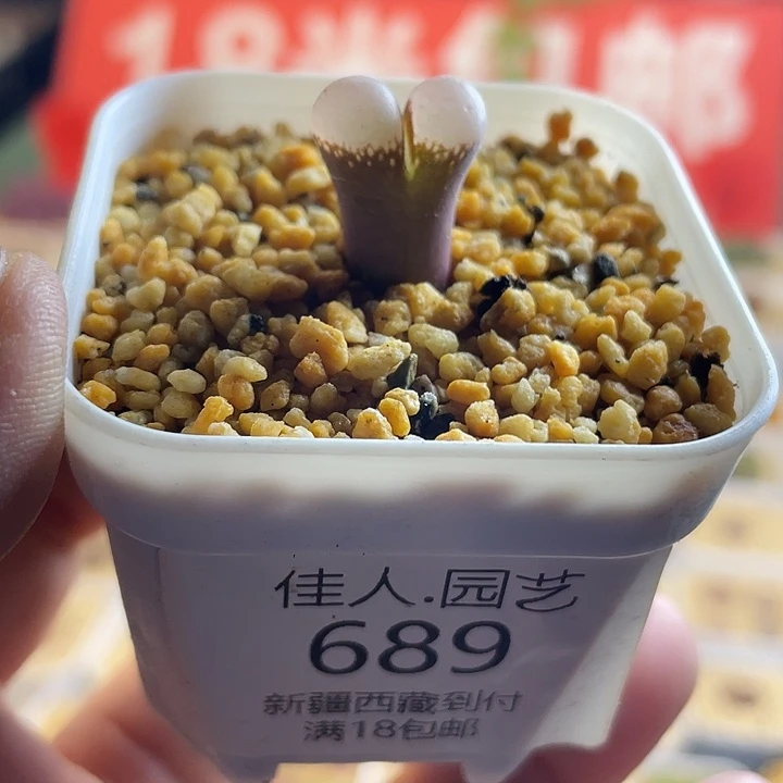 佳人园艺多肉生石花温ba德689