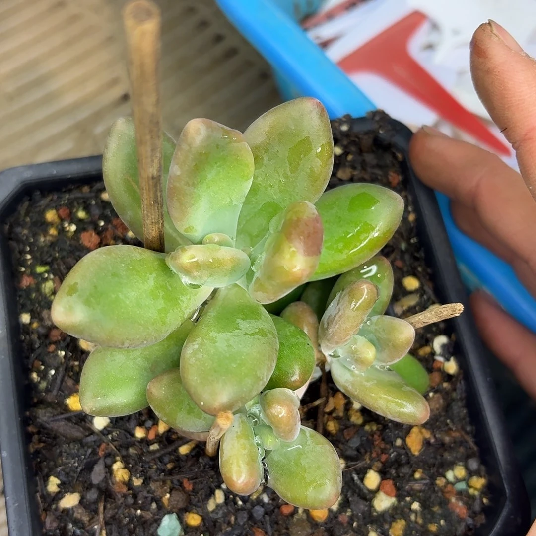 刚果美人888888888888888