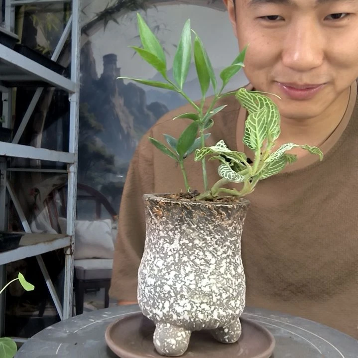 用****8中青园艺一物一拍15