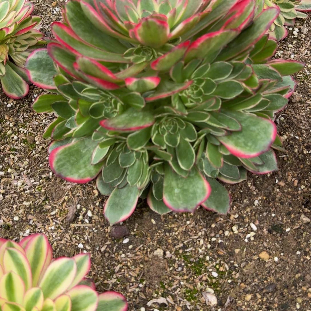 473粉花妖。多肉植物