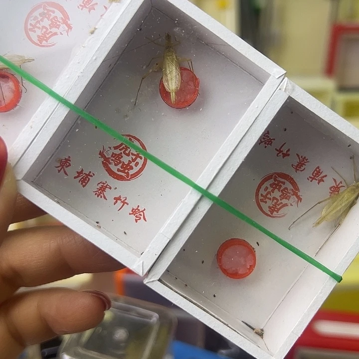 短须柬埔寨哈哈哈哈哈哈哈哈哈