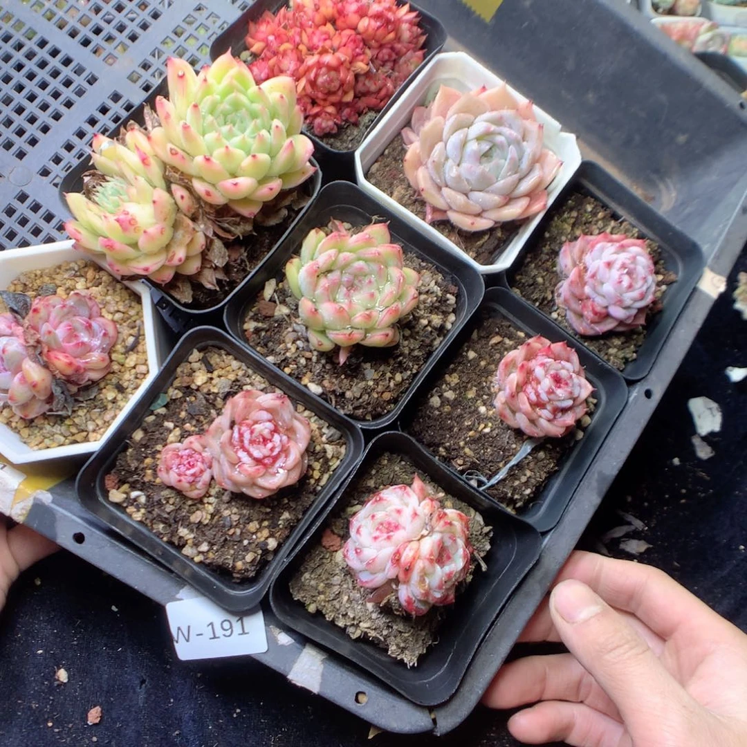 无花朵W191 yyyyyyyyy