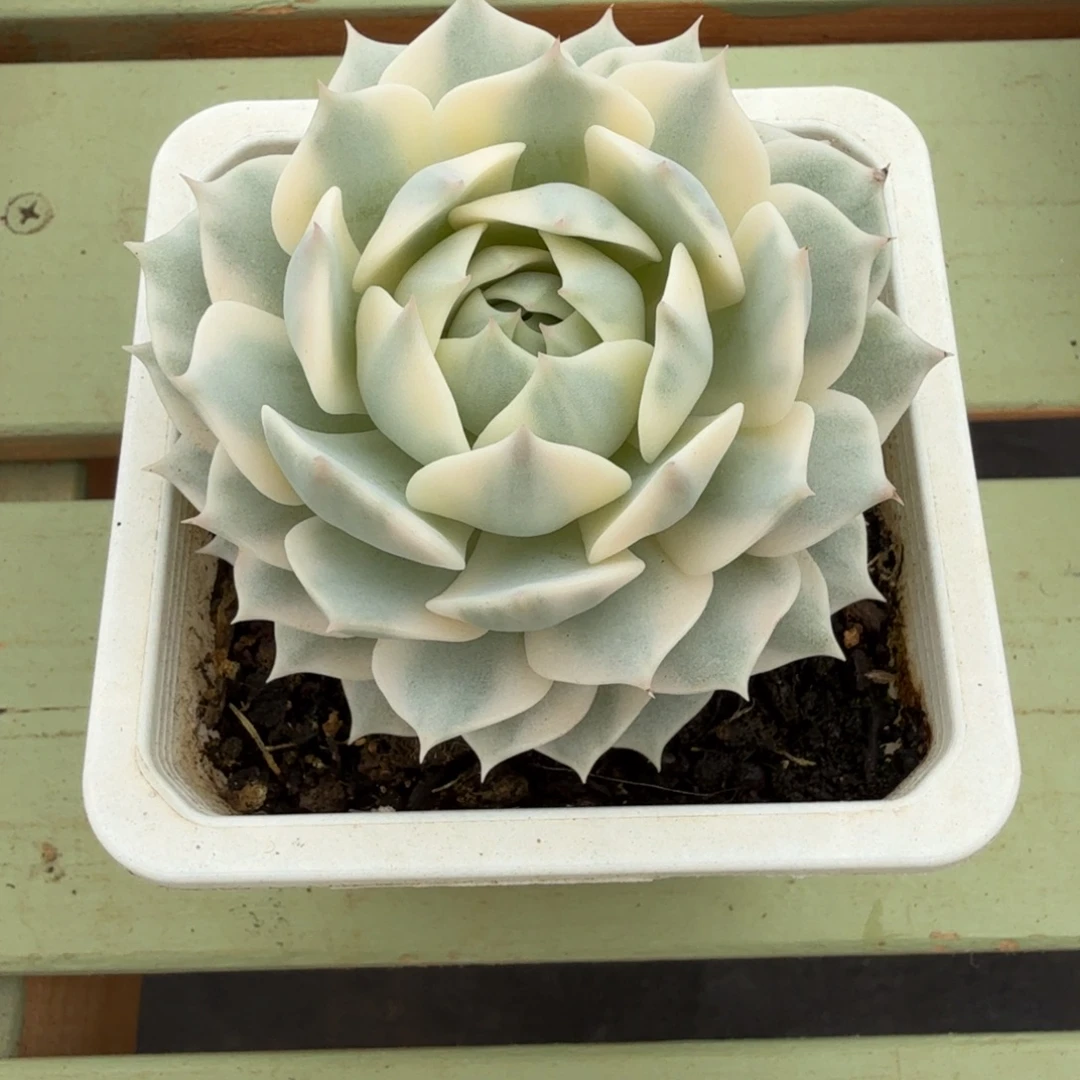 露娜莲锦锦上园艺一物一拍