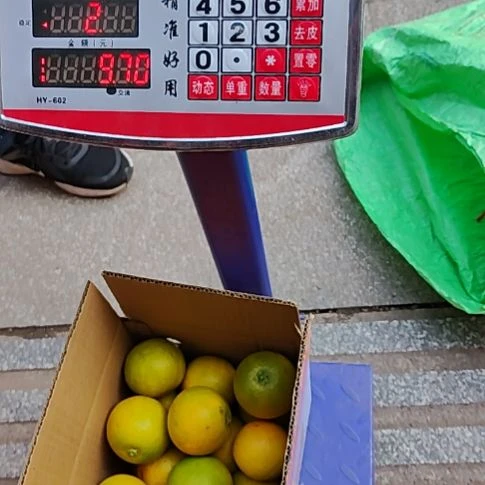 血橙麻阳冰糖橙麻阳冰糖橙