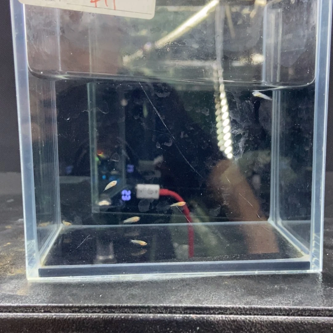 斗鱼包活不包损所见即所得076