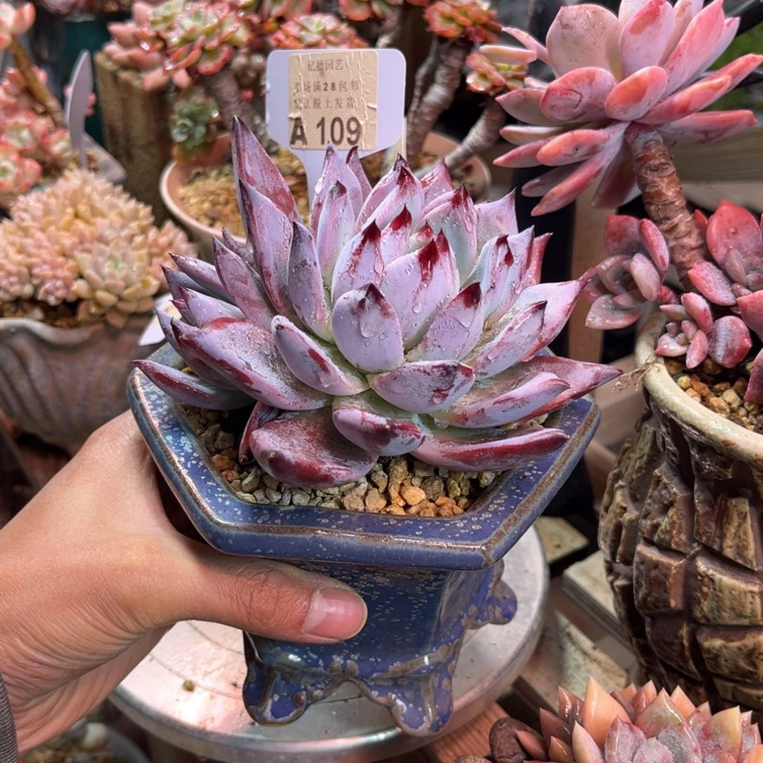 109多肉植物rudibu