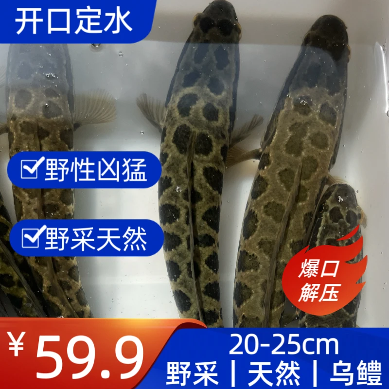 乌鳢黑鱼发财鱼原生鱼野生鱼孝鱼冷水鱼观赏鱼冷水鱼