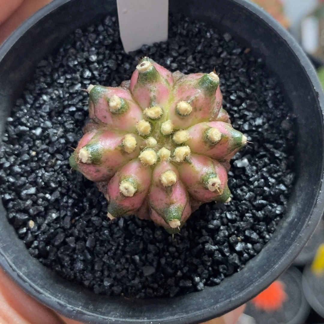 泰系高绒海神—脱土发货13