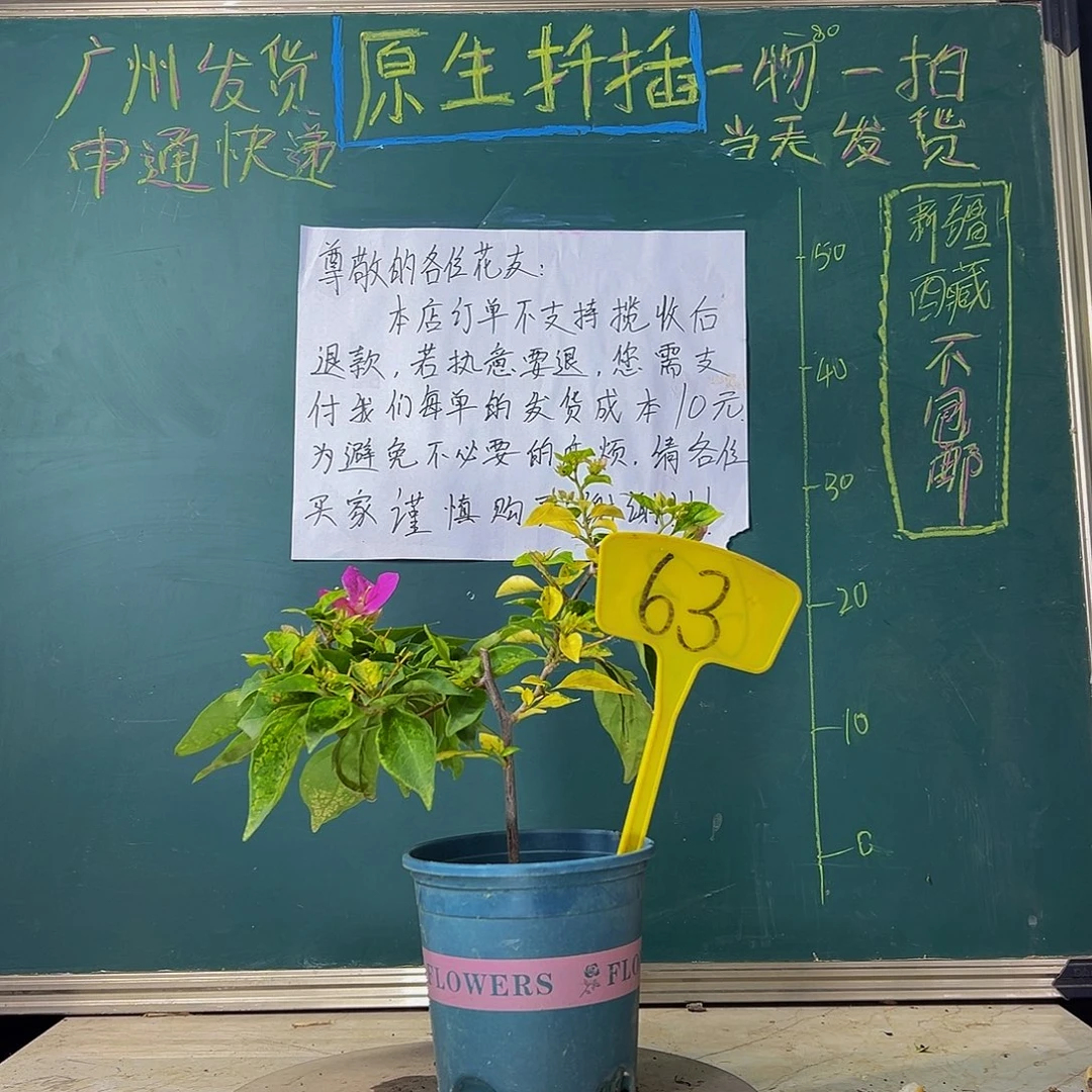 当前无花栽培后可以开花  斑红樱  63