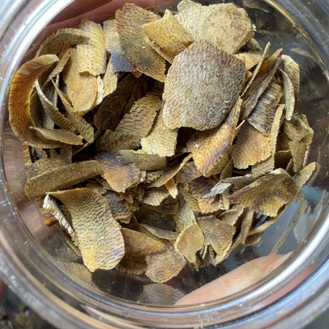 香料乌身圆叶切片5克体验装
