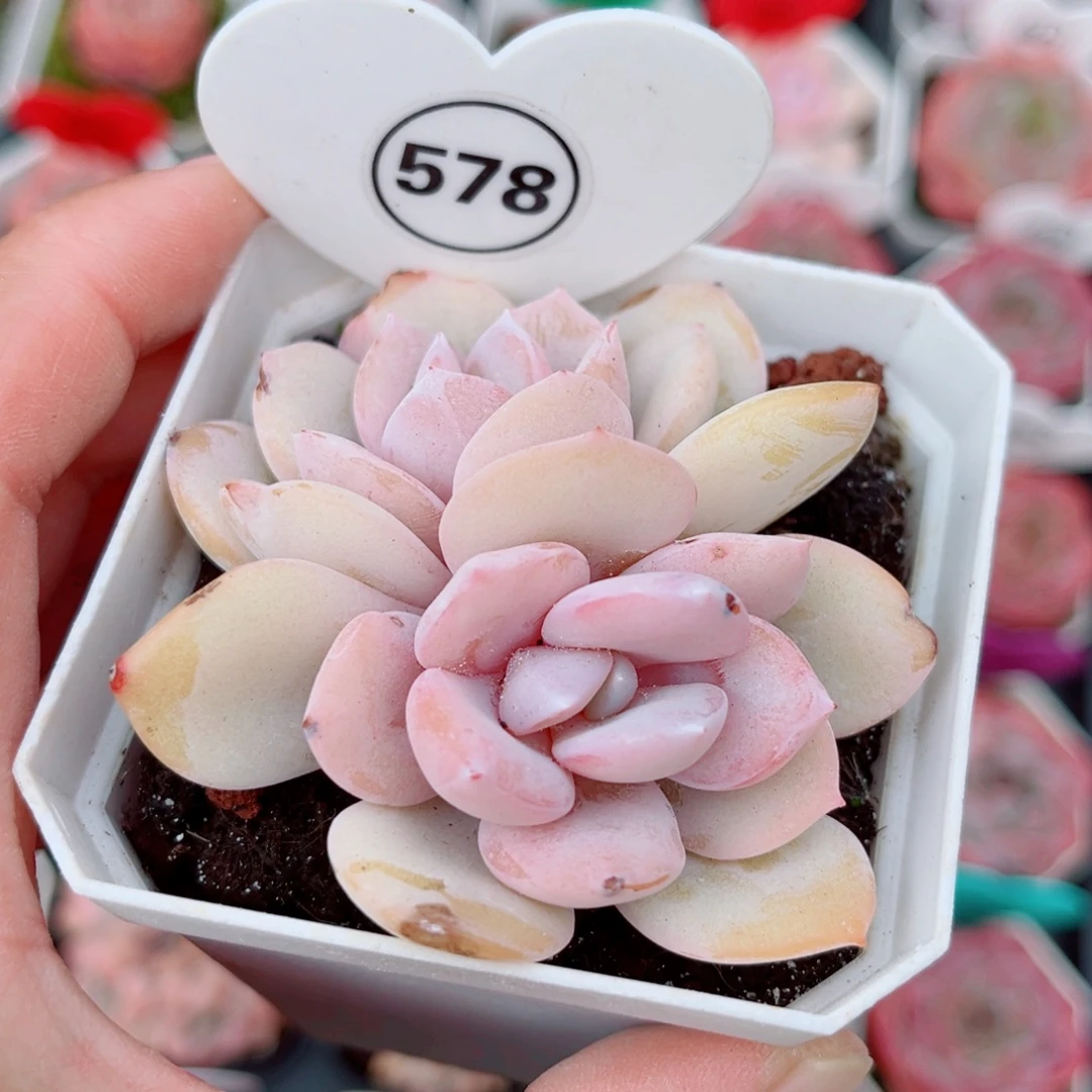 578号小老桩奶茶双头