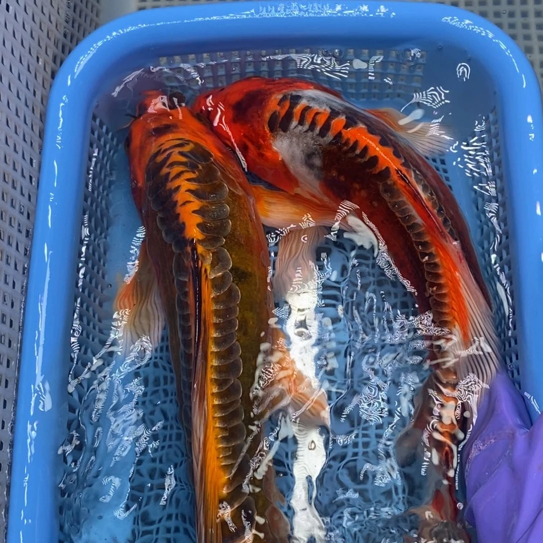 锦鲤冷水锦鲤包邮