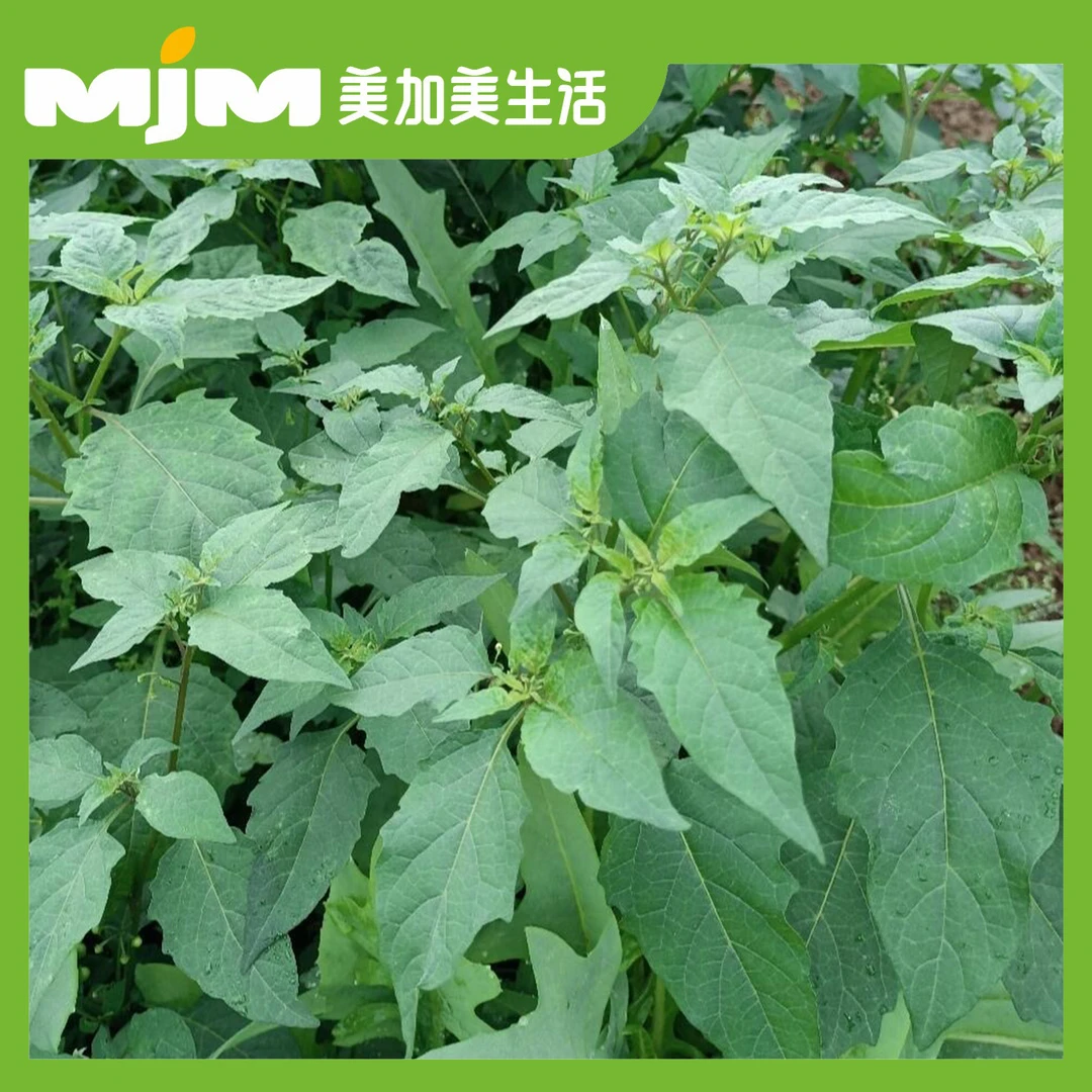 白花菜（约500g±20g/份）
