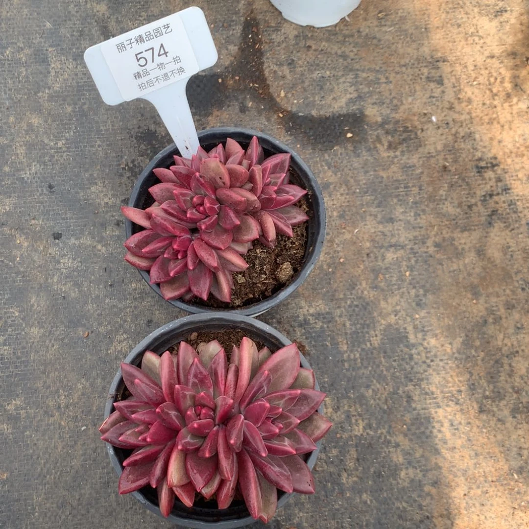 574号多肉植物迷雾趴趴2颗