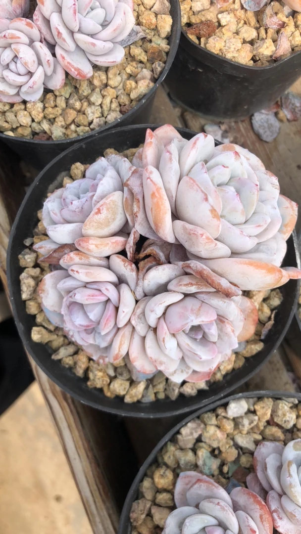 风尚的雪莲多肉植物