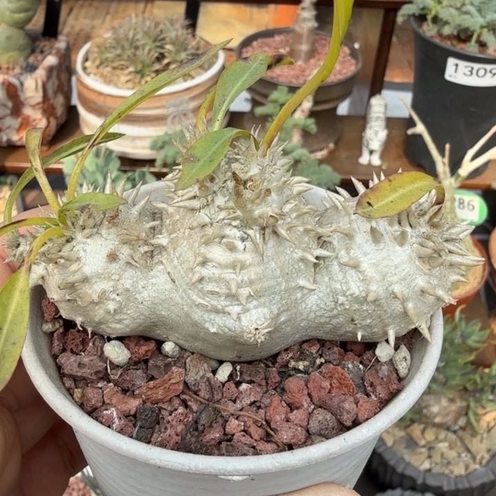 慧比须笑（满28包邮）