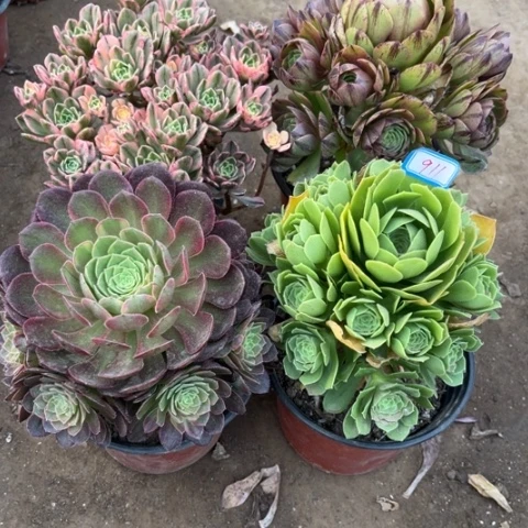 911多肉植物组合