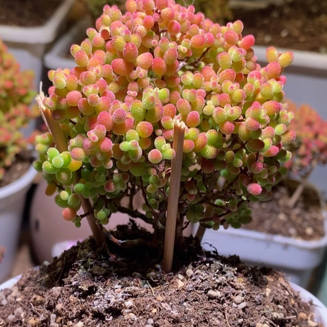 婷*金桔糖球枝干番杏D786