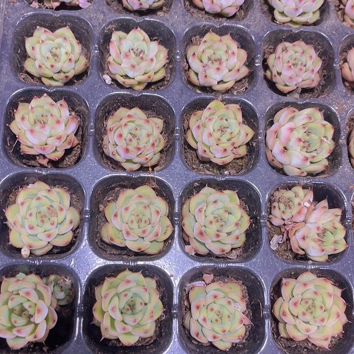 精品星光珍妮多肉植物