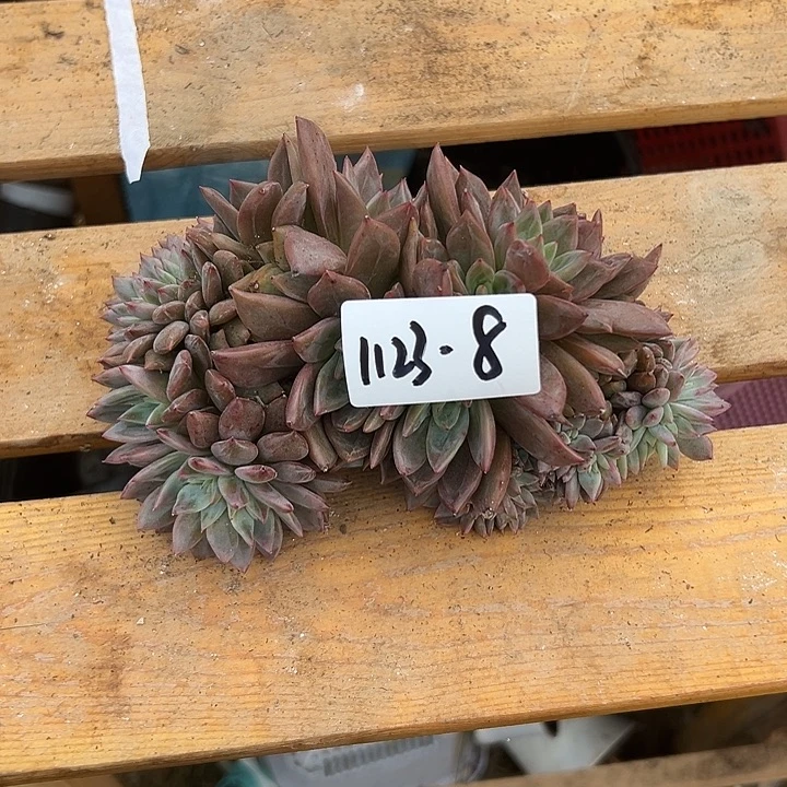 1123-8粉香槟缀多肉微瑕