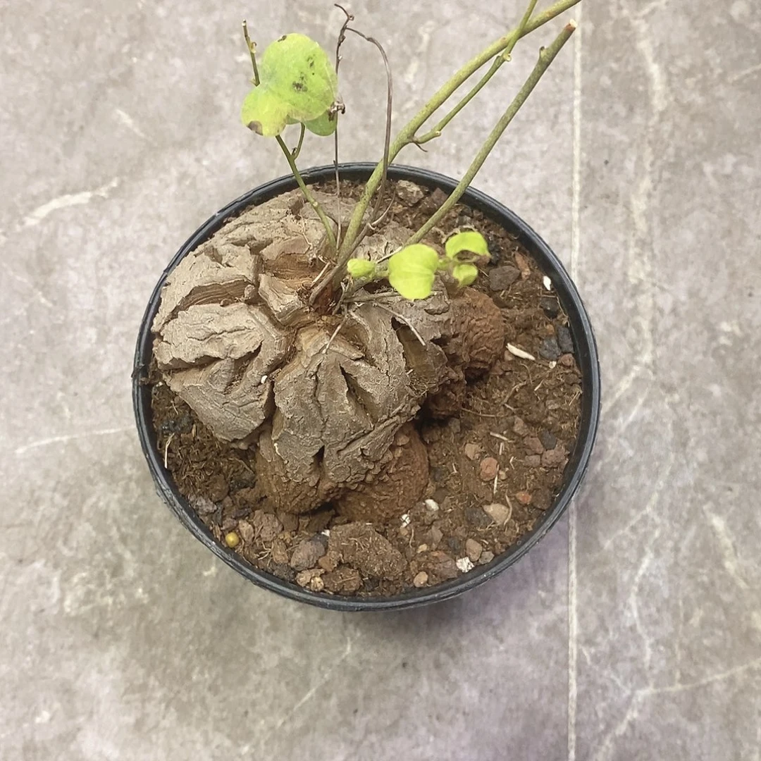 不***生一物一拍一棵仙人球