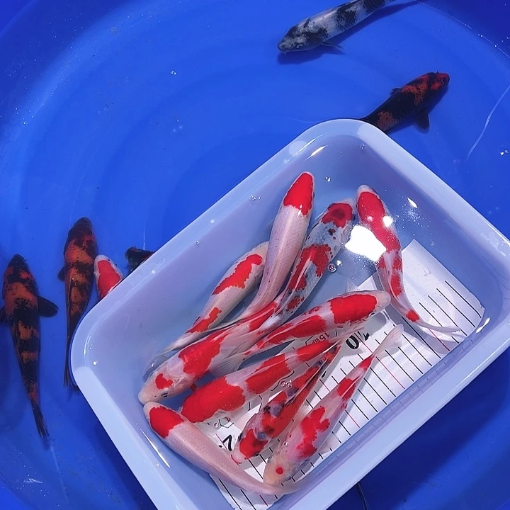 听***断海水鱼锦鲤的尾巴和翅膀