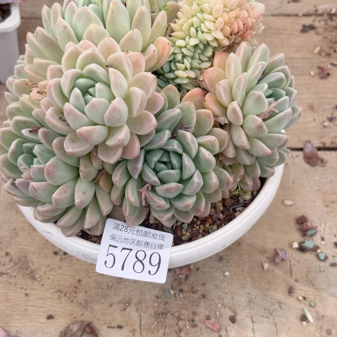 花****?5789h j j j k k k k