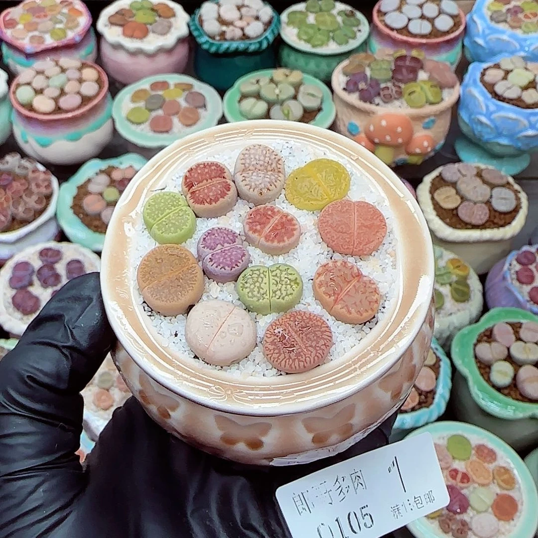 生石花满18包邮0105-1