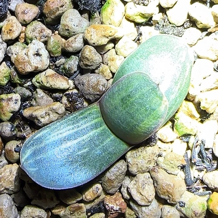 46号赤不动锦叶插