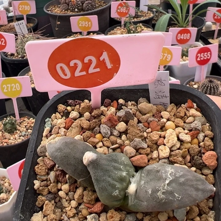 实生牛舌头牡丹一棵0221