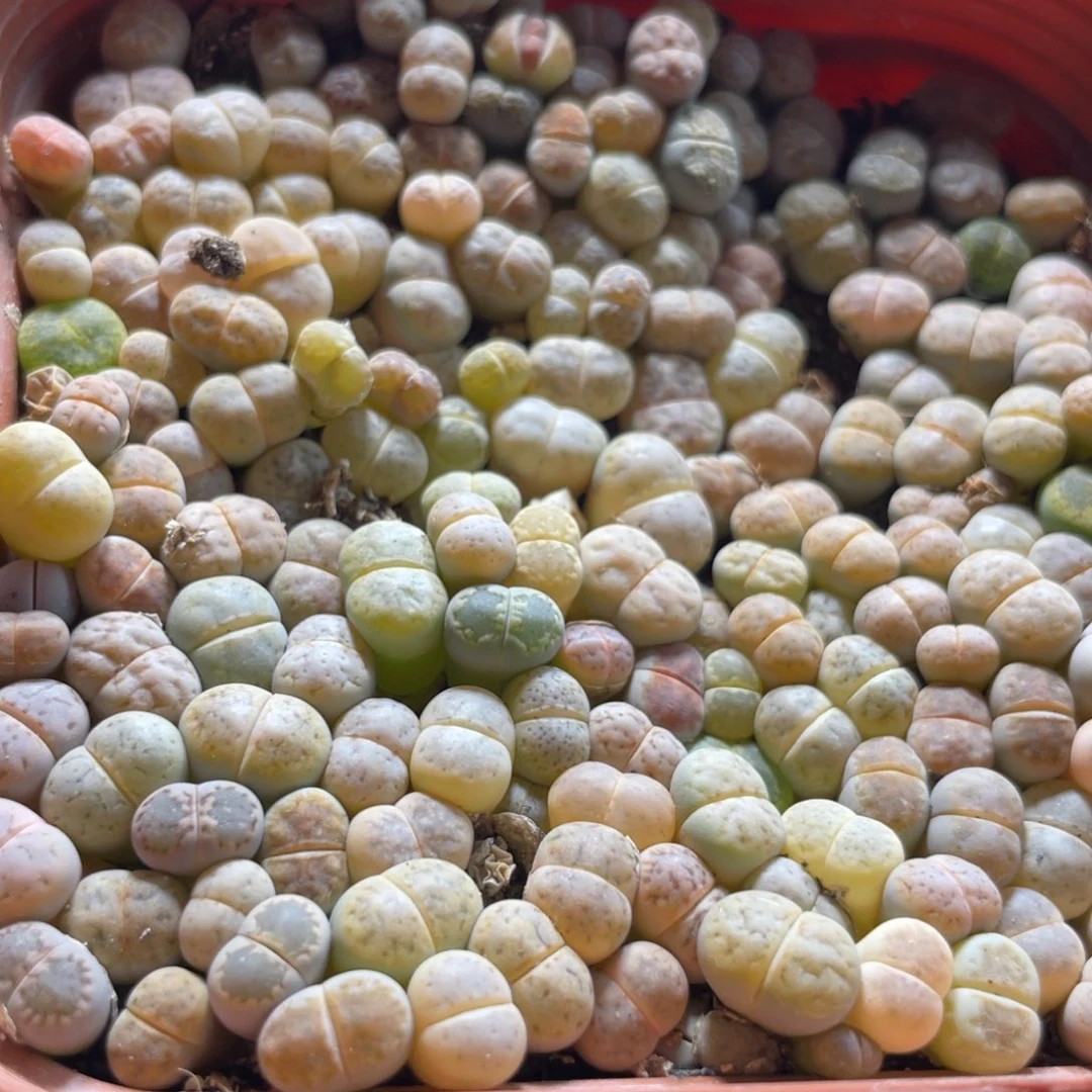 今晚大盆特价更新～27